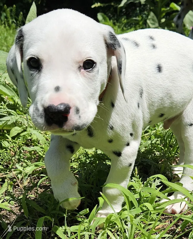Orange – Dalmatian puppy for sale in Denton, TX