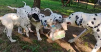 Yellow (now with red collar), a male Dalmatian for sale in Denton, TX – 3 of 9
