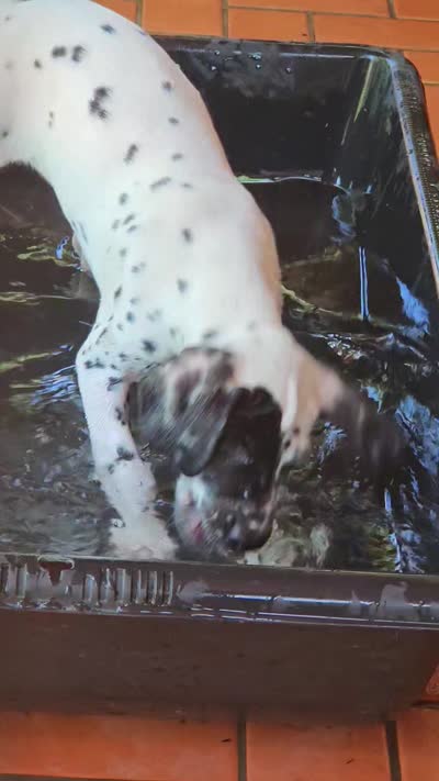 Green, a female Dalmatian for sale in Denton, TX – 10 of 10