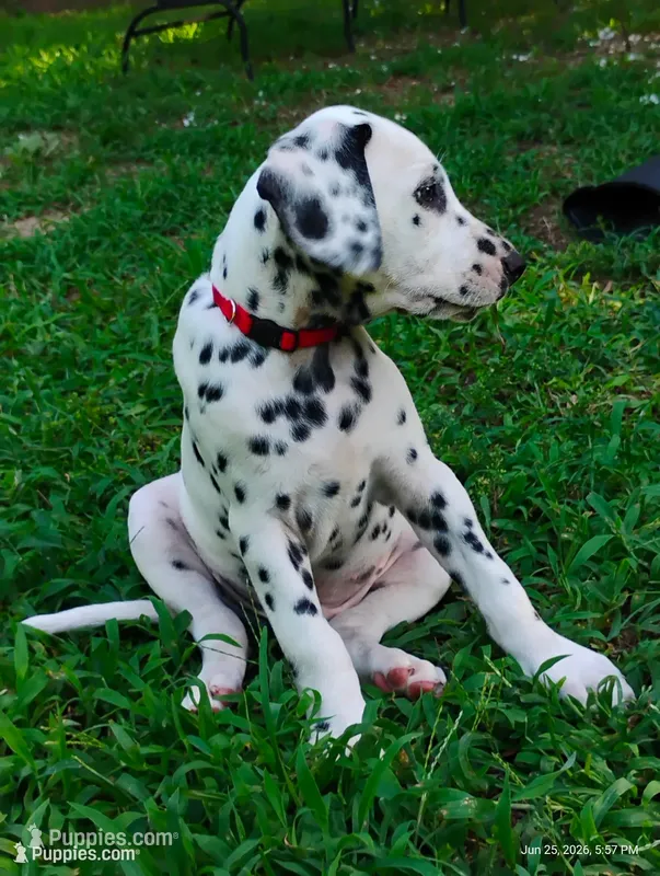 Yellow (now with red collar) – Dalmatian puppy for sale in Denton, TX