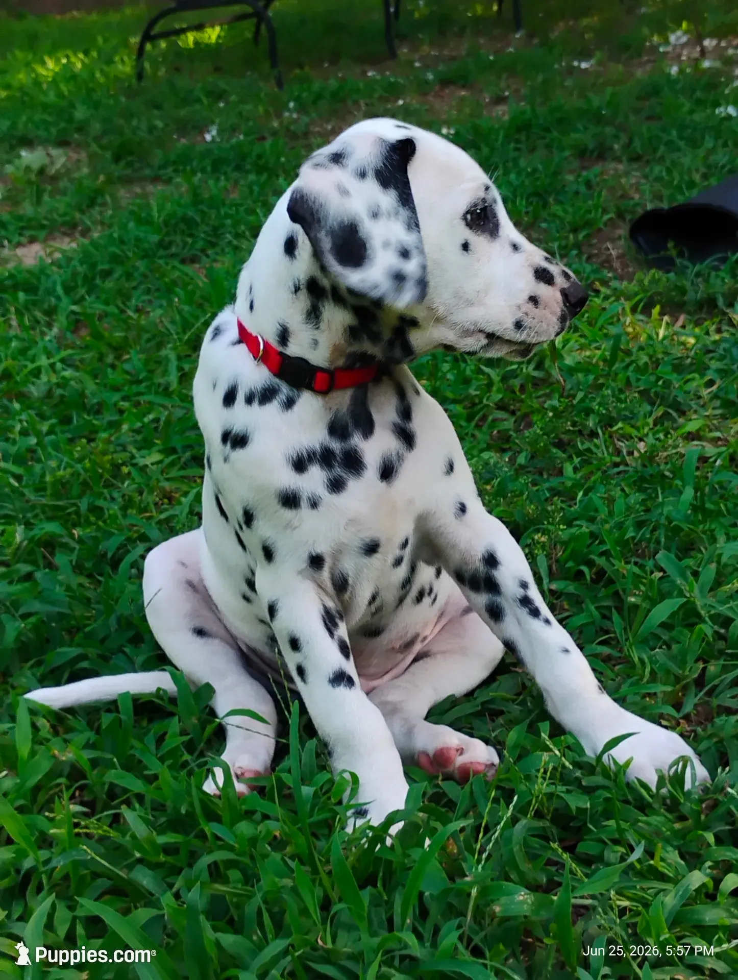 Yellow (now with red collar), a male Dalmatian for sale in Denton, TX – 1 of 9