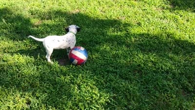 Green, a female Dalmatian for sale in Denton, TX – 8 of 10