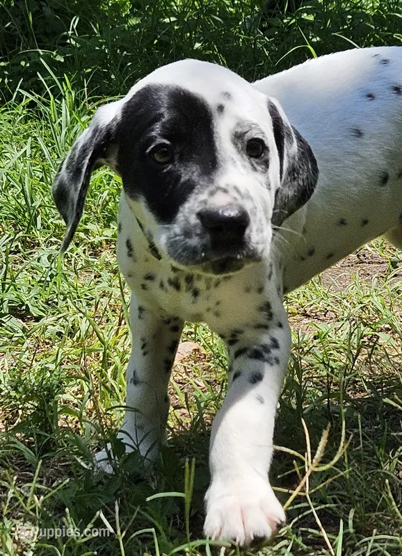 Green – Dalmatian puppy for sale in Denton, TX