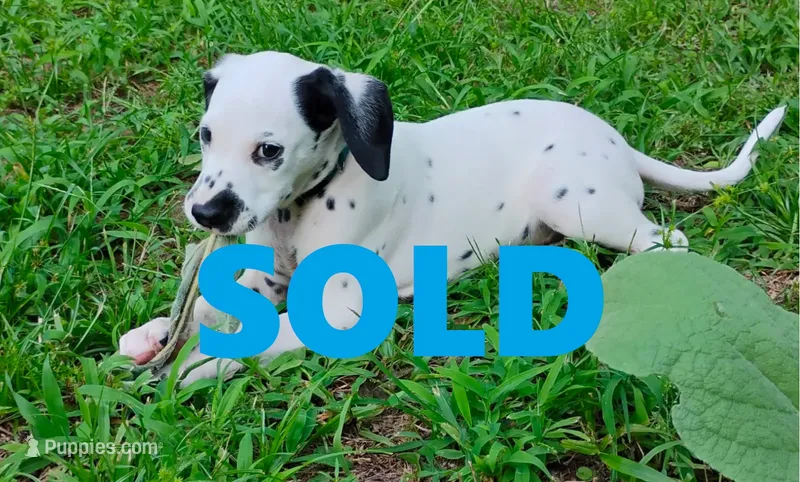 Blue – Dalmatian puppy for sale in Denton, TX