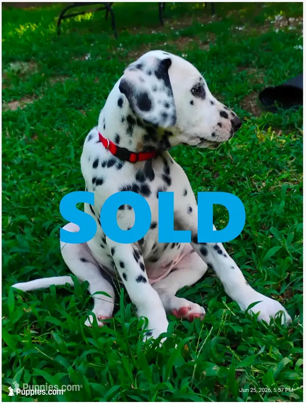 Yellow (now with red collar) – Dalmatian puppy for sale in Denton, TX