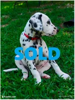 Yellow (now with red collar), a male Dalmatian for sale in Denton, TX – 1 of 9
