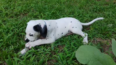 Blue, a female Dalmatian for sale in Denton, TX – 3 of 10