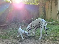 Purple, a female Dalmatian for sale in Denton, TX – 3 of 10