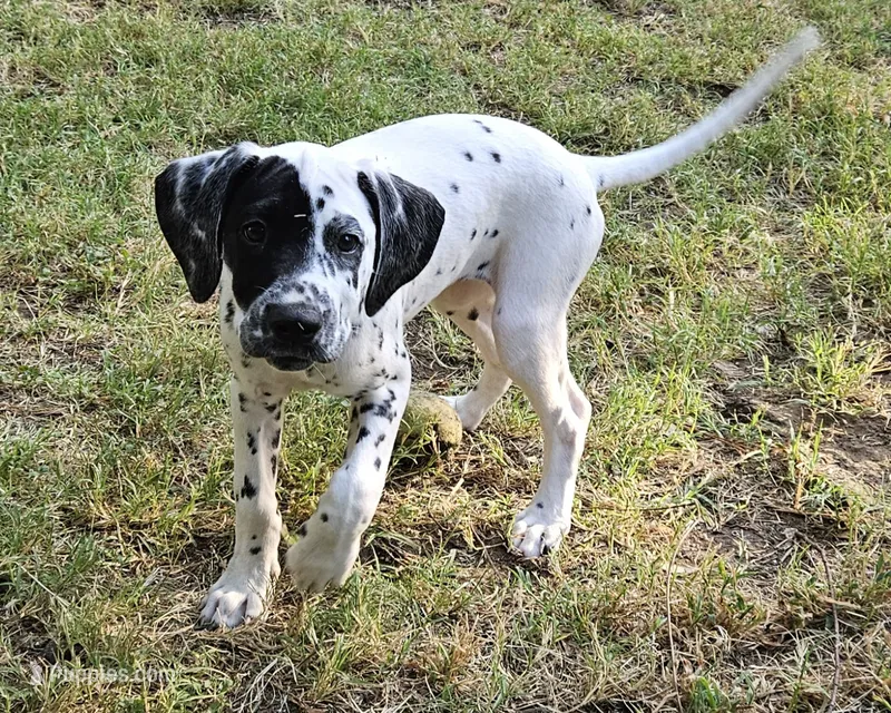 Green – Dalmatian puppy for sale in Denton, TX