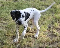 Green, a female Dalmatian for sale in Denton, TX – 1 of 10