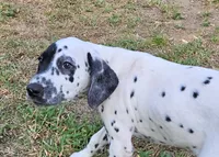 Green, a female Dalmatian for sale in Denton, TX – 7 of 10