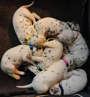 Orange, a male Dalmatian for sale in Denton, TX – 2 of 5