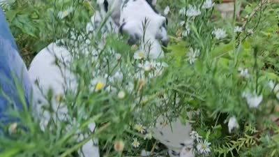 Green, a female Dalmatian for sale in Denton, TX – 9 of 10
