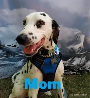 Purple, a female Dalmatian for sale in Denton, TX – 5 of 5