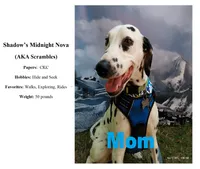 Orange, a male Dalmatian for sale in Denton, TX – 4 of 5