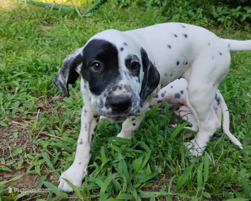 Green – Dalmatian puppy for sale in Denton, TX