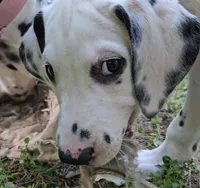 Purple, a female Dalmatian for sale in Denton, TX – 4 of 10