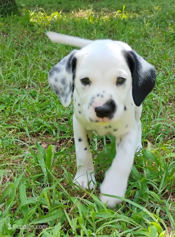 Blue – Dalmatian puppy for sale in Denton, TX