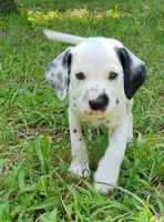Blue, a female Dalmatian for sale in Denton, TX – 1 of 5