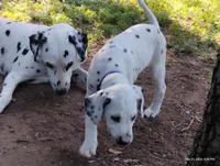 Purple, a female Dalmatian for sale in Denton, TX – 2 of 10