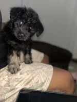 Molly, a female Rottweiler and Poodle - Standard  for sale in Stone Mountain, GA – 2 of 5