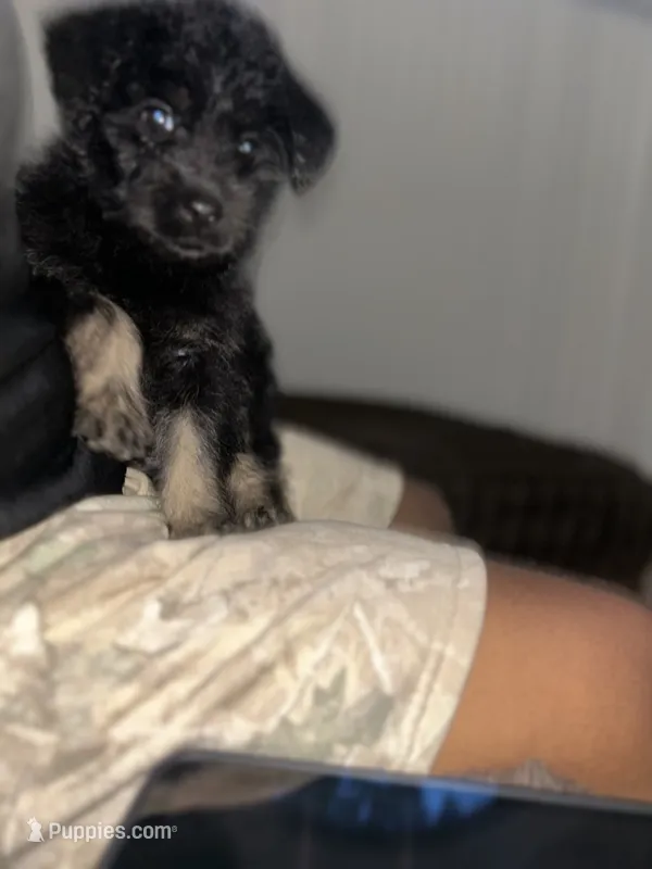 Molly – Rottweiler, Poodle - Standard  puppy for sale in Stone Mountain, GA