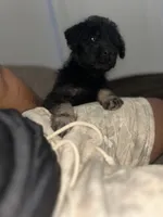 Molly, a female Rottweiler and Poodle - Standard  for sale in Stone Mountain, GA – 3 of 5