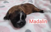 Madalin, a female Shih Tzu for sale in Cheney, WA – Photo 2 of 10