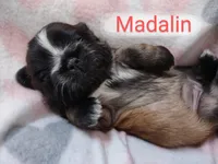 Madalin, a female Shih Tzu for sale in Cheney, WA – Photo 1 of 10