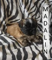 Madalin, a female Shih Tzu for sale in Cheney, WA – Photo 9 of 10