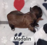 Madalin, a female Shih Tzu for sale in Cheney, WA – Photo 6 of 10