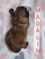 Madalin, a female Shih Tzu for sale in Cheney, WA – Photo 3 of 10