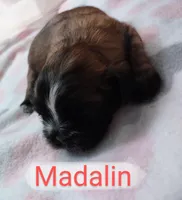 Madalin, a female Shih Tzu for sale in Cheney, WA – Photo 4 of 10