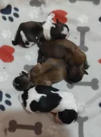 Madalin, a female Shih Tzu for sale in Cheney, WA – Photo 5 of 10