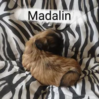 Madalin, a female Shih Tzu for sale in Cheney, WA – Photo 10 of 10