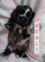 Madalin, a female Shih Tzu for sale in Cheney, WA – Photo 7 of 10