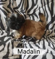 Madalin, a female Shih Tzu for sale in Cheney, WA – Photo 8 of 10