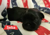 Seba, a female Shih Tzu for sale in Cheney, WA – 5 of 8