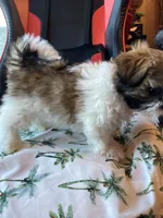 Victor, a male Shih Tzu for sale in Cheney, WA – Photo 8 of 10