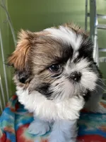 Victor, a male Shih Tzu for sale in Cheney, WA – Photo 2 of 10