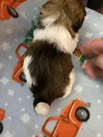 Victor, a male Shih Tzu for sale in Cheney, WA – Photo 4 of 10