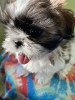 Victor, a male Shih Tzu for sale in Cheney, WA – Photo 3 of 10