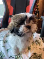 Victor, a male Shih Tzu for sale in Cheney, WA – Photo 1 of 10