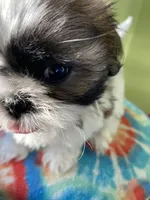 Victor, a male Shih Tzu for sale in Cheney, WA – Photo 7 of 10