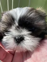 Victor, a male Shih Tzu for sale in Cheney, WA – Photo 6 of 10