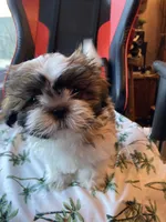 Victor, a male Shih Tzu for sale in Cheney, WA – Photo 9 of 10