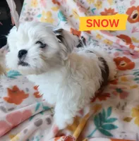 Snow White, a female Shih Tzu for sale in Cheney, WA – 3 of 9