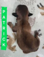 Patrick, a male Shih Tzu for sale in Cheney, WA – 8 of 8