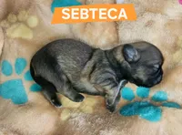 Sebteca, a male Shih Tzu for sale in Cheney, WA – 3 of 8