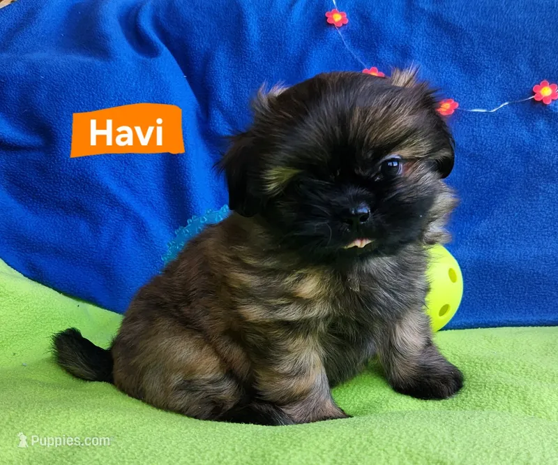Havi – Shih Tzu puppy for sale in Cheney, WA